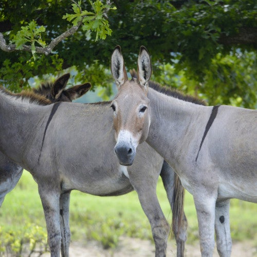 Donkeys enjoy roaming 800 acres at Black Beauty Ranch