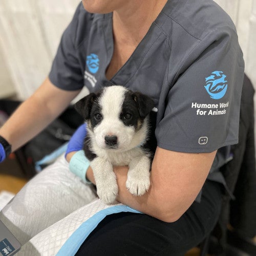 RAVS staff vet holding puppy