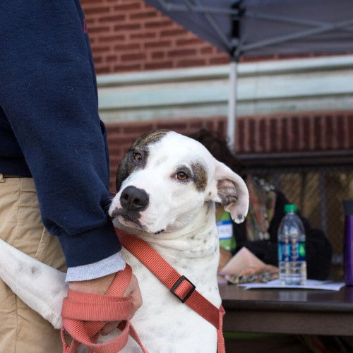 a dog leaning on a person