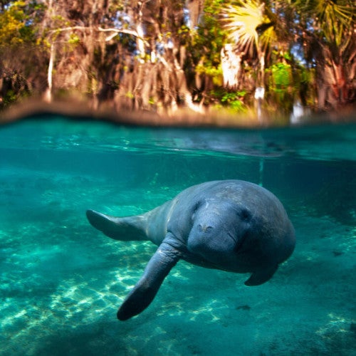 Manatee swimming in the water