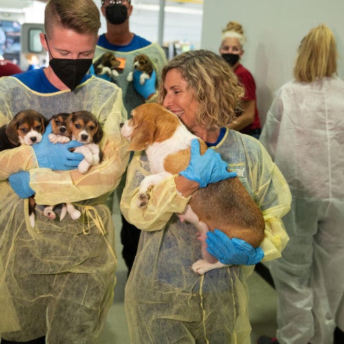 People carrying rescued beagle puppies