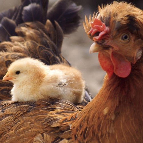 a chick resting on the back of an adult chicken