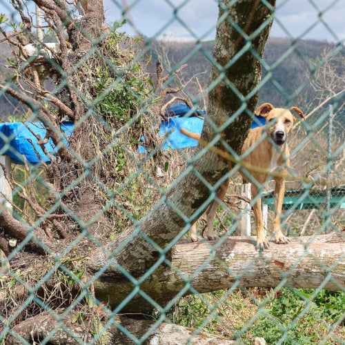 A dog after Hurricane Melissa in Jamaica