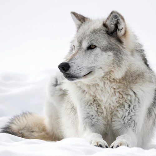 A grey wolf laying in white snow
