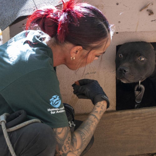 Humane World for Animals assists the South Carolina Law Enforcement Division with two alleged dogfighting seizures in rural Chester County, S.C.