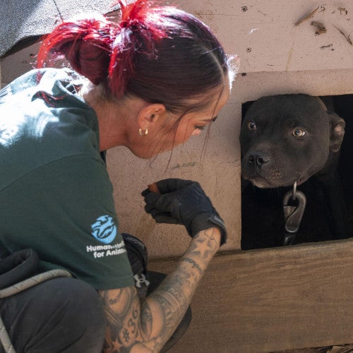 Humane World for Animals assists the South Carolina Law Enforcement Division with two alleged dogfighting seizures in rural Chester County, S.C.
