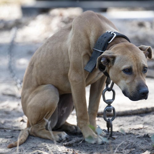 a dog with a chain around its neck