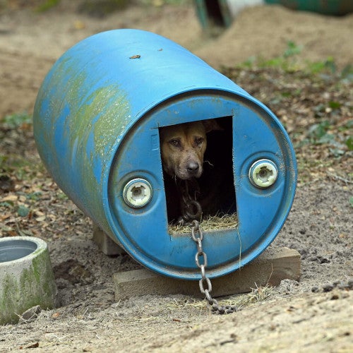 Rescued from dogfighting in Florida