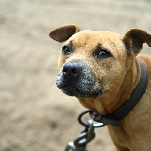 Dog on chain with face scars