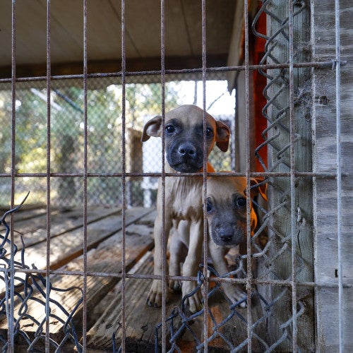 Two puppies in barren cage