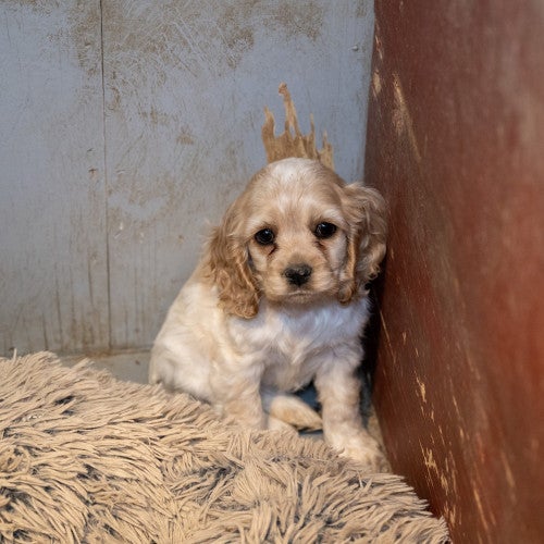 Puppy rescued from puppy mill