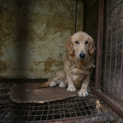 Dog in a cage