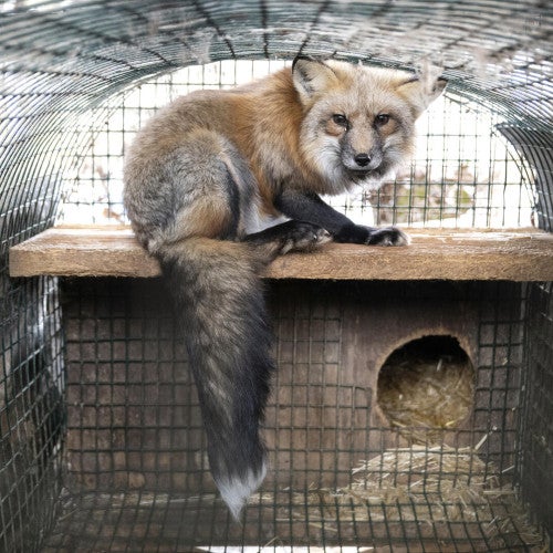 The image depicts a fox with a bushy tail sitting inside a wire mesh enclosure. 