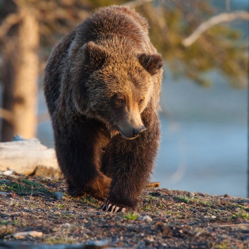 Grizzly bear foraging in Yellowstone National Park
