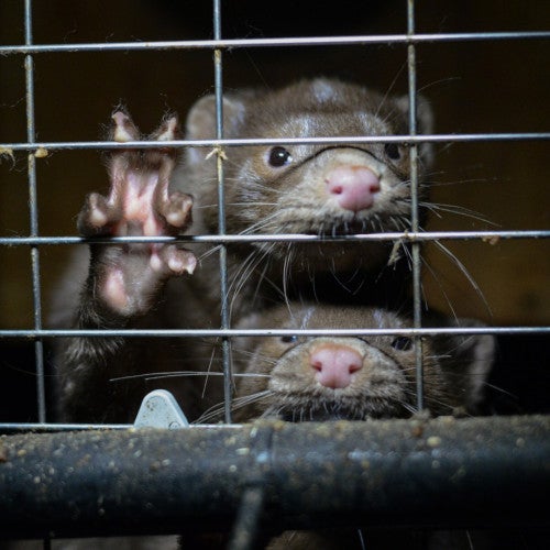 Mink on a fur farm