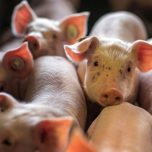 Pigs crowded in a farm hut with one pig looking at the viewer