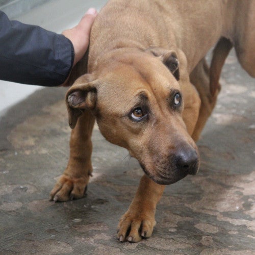 Rescued from dogfighting in Italy
