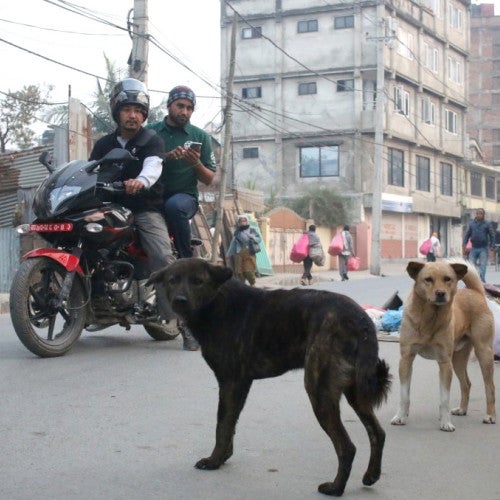 conducting a dog population survey