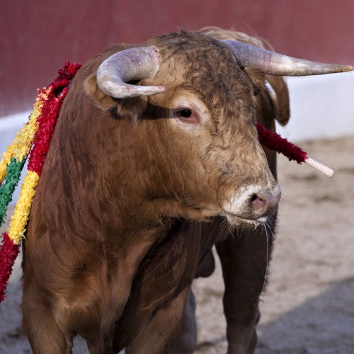 bullfighting
