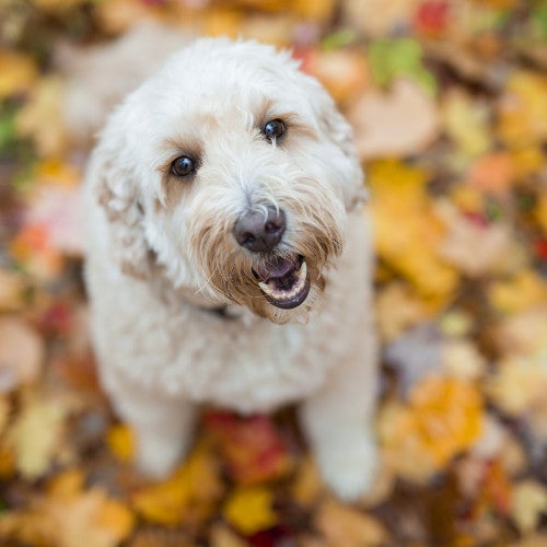 dog in leaves