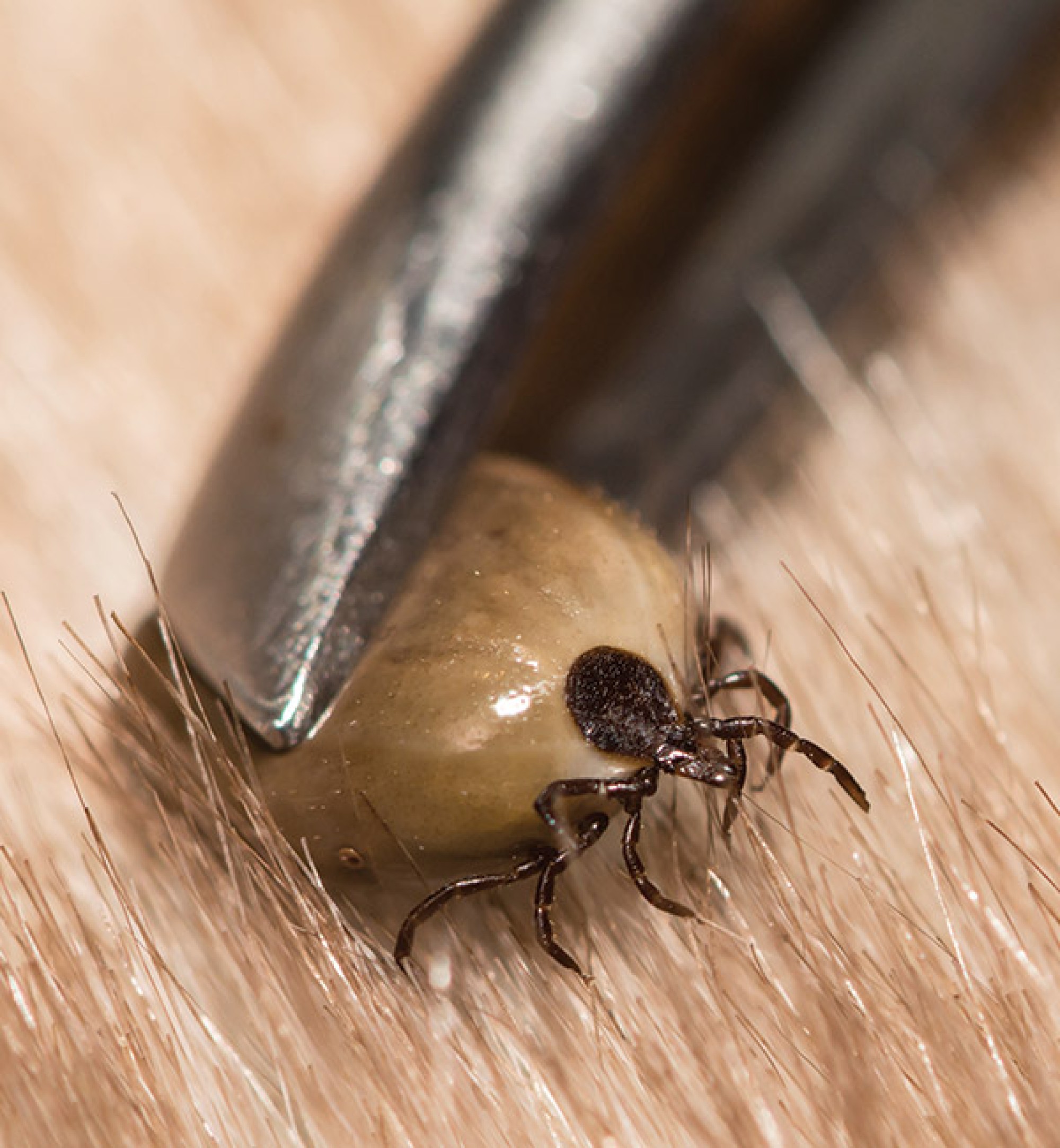 Curated visual reference: Picture Idea: How To Check For And Remove Ticks On Dogs