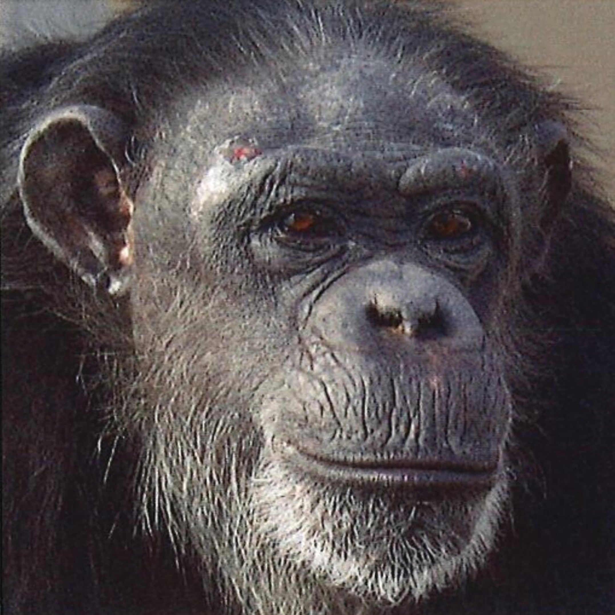 Breaking: Chimps at New Mexico laboratory will finally be moved to ...