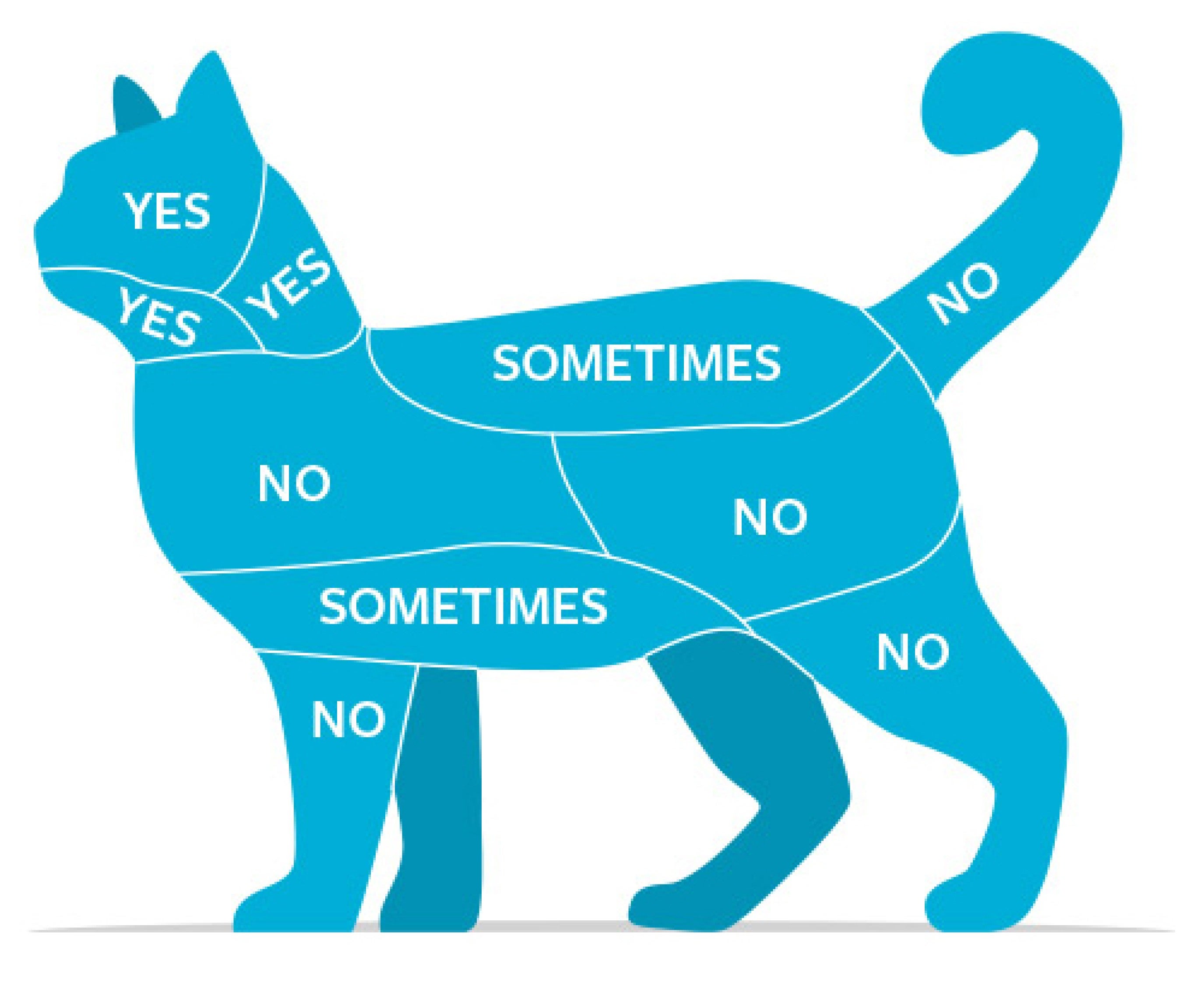 Keeping your cat stress-free | Humane World for Animals
