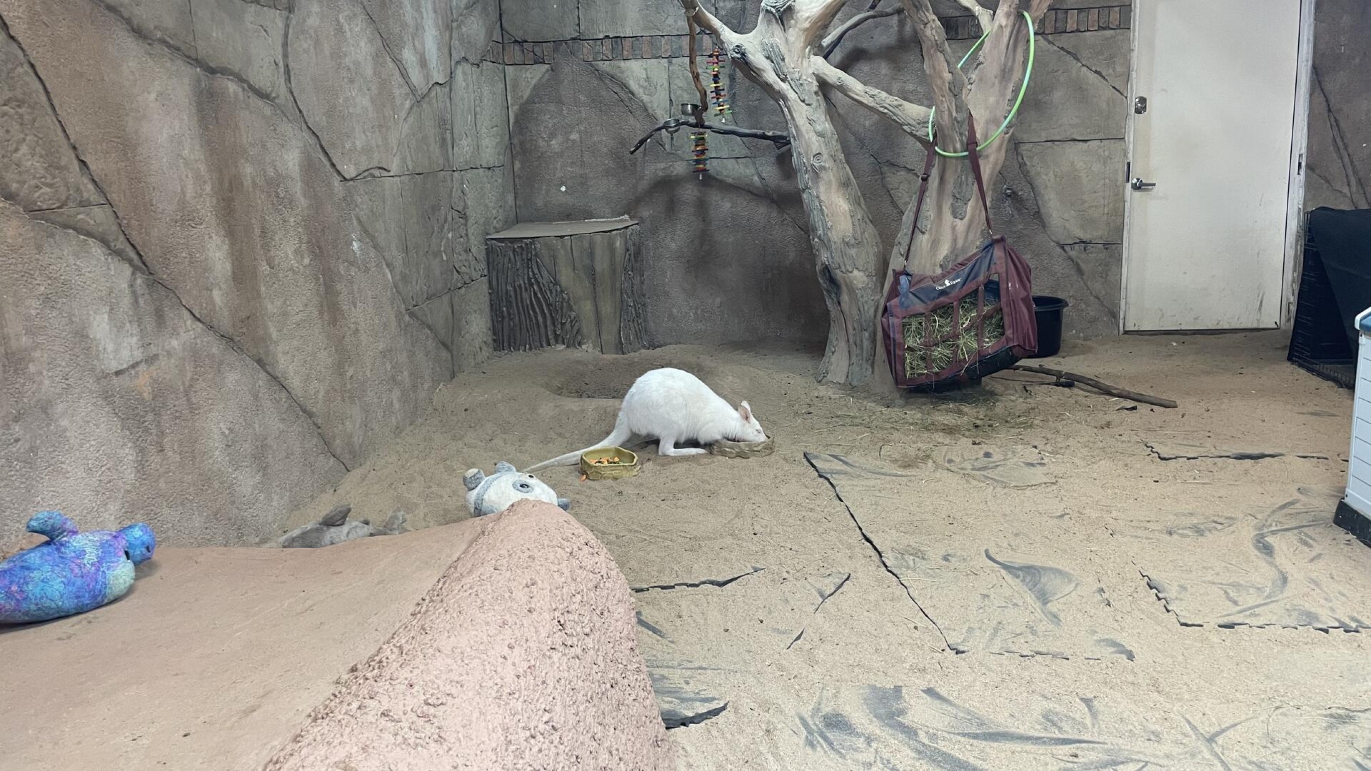 Undercover investigation reveals stressed wild animals trapped in ...
