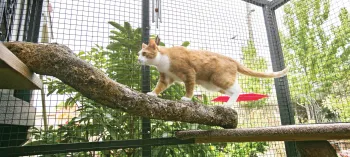 Cat walking on tree limb within a safe catio enclosure