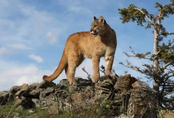 mountain lion in the wild