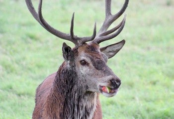Deer with large antlers