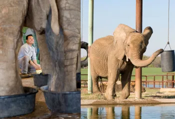 Man cleaning elephant feet and and elephant playing with her toys
