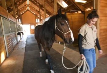 Woman walking horse down a walkway in a barn