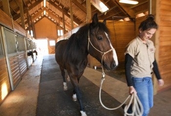 Woman walking horse down a walkway in a barn