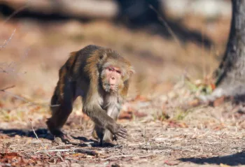 Macaque walking around inside enclosure