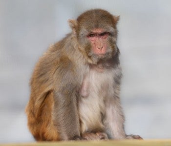 Macaque sitting upright