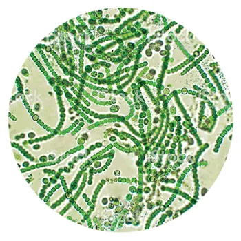 Microscopic view of algae
