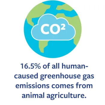 16.5% of all human-caused greenhouse gas emissions comes from animal agriculture.