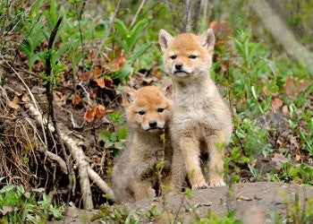 Coyote pups sitting outside their den
