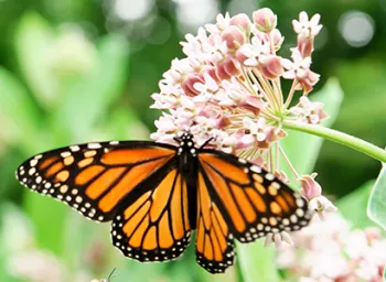 Monarch butterfly on a flower