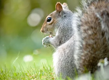 closeup of a gray squirrel