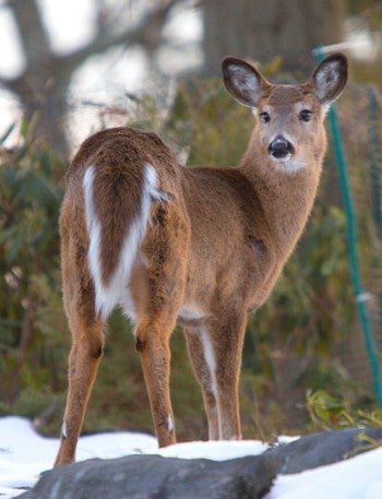 Deer in winter