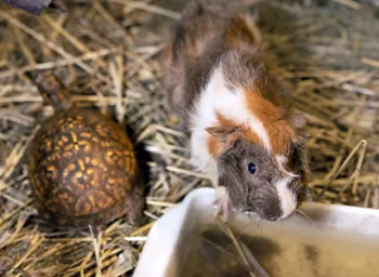 A guinea pig and small turtle share a filty cage