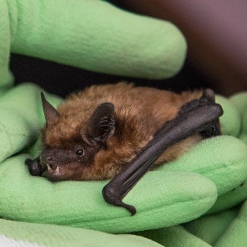Injured bat being held by rehabber