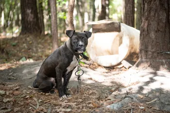 A dog sits on the ground tied to a tree.
