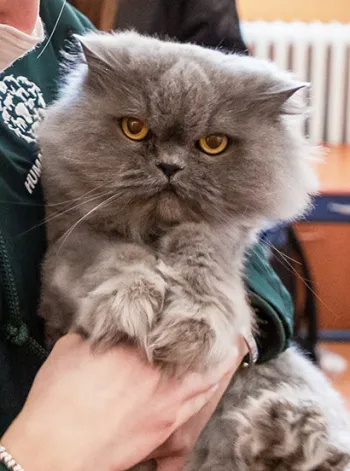 HSI staff member holding a cat