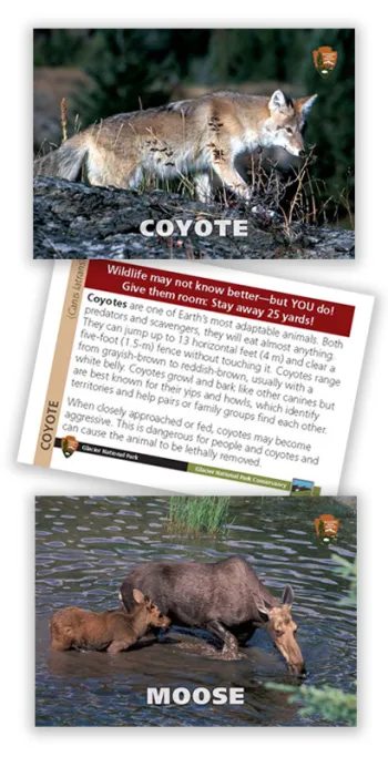 Samples of the National Park service trading cards.