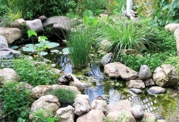 a naturalistic pond