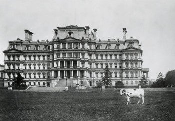 Nicknamed “Queen of the Capital Cows,” Pauline Wayne captured the public’s attention during the William Taft administration. She was the last cow to reside at the White House.