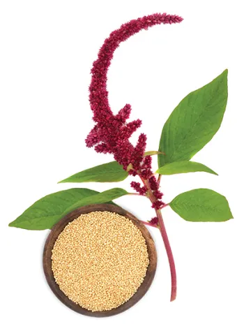 amaranth
